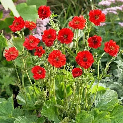 Future Forests Geum Mrs J. Bradshaw 6 Future Forests Geum Mrs J. Bradshaw