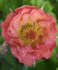 Future Forests Geum Pink Petticoats More