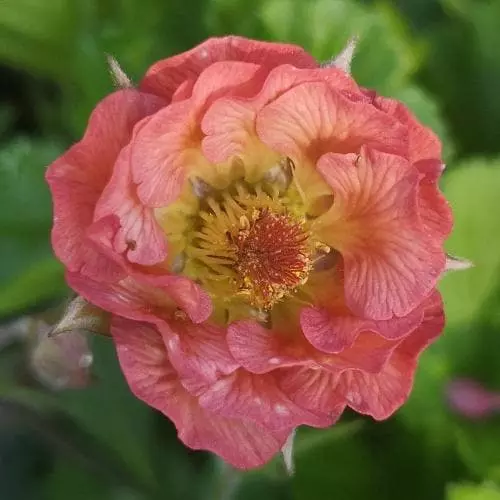 Future Forests Geum Pink Petticoats More 3 Future Forests Geum Pink Petticoats More