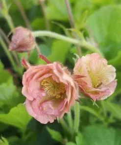Future Forests Geum Pink Petticoats More 7 Future Forests Geum Pink Petticoats More