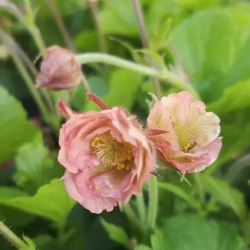 Future Forests Geum Pink Petticoats More 5 Future Forests Geum Pink Petticoats More