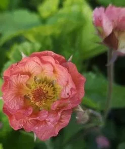 Future Forests Geum Pink Petticoats More