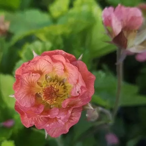 Future Forests Geum Pink Petticoats More 4 Future Forests Geum Pink Petticoats More