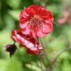 Future Forests All Perennials Geum Flames Of Passion
