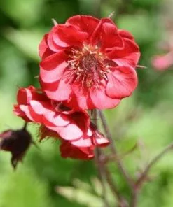 Future Forests All Perennials Geum Flames Of Passion