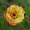 Future Forests Geum Tequila Sunrise 1 Future Forests Geum Tequila Sunrise