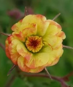 Future Forests Geum Tequila Sunrise
