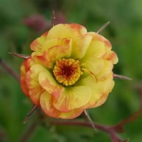 Future Forests Geum Tequila Sunrise 3 Future Forests Geum Tequila Sunrise