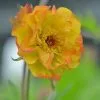 Future Forests All Perennials Geum Alabama Slammer