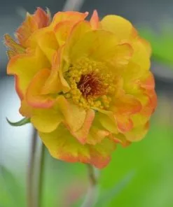 Future Forests All Perennials Geum Alabama Slammer