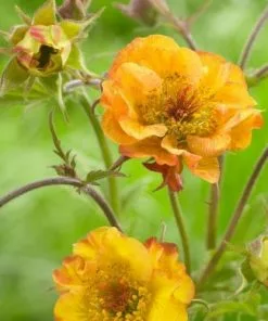Future Forests All Perennials Geum Alabama Slammer