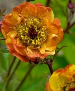 Future Forests All Perennials Geum Alabama Slammer