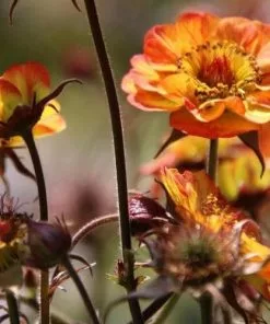 Future Forests All Perennials Geum Alabama Slammer