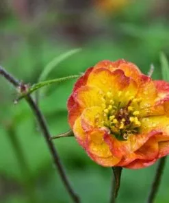 Future Forests All Perennials Geum Alabama Slammer