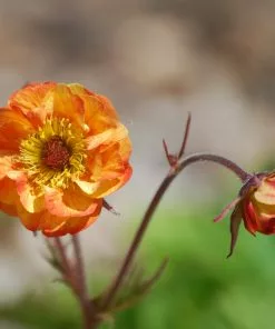 Future Forests All Perennials Geum Alabama Slammer