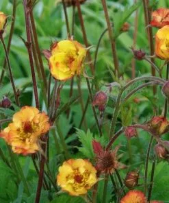 Future Forests All Perennials Geum Alabama Slammer