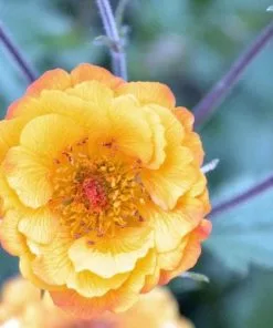 Future Forests All Perennials Geum Alabama Slammer