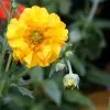 Future Forests All Perennials Geum Lady Stratheden