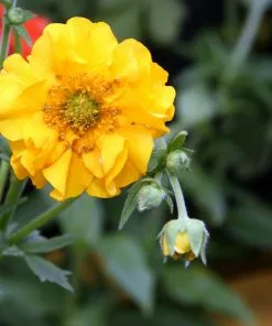 Future Forests All Perennials Geum Lady Stratheden