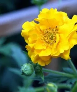 Future Forests All Perennials Geum Lady Stratheden 9 Future Forests All Perennials Geum Lady Stratheden