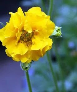 Future Forests All Perennials Geum Lady Stratheden 10 Future Forests All Perennials Geum Lady Stratheden