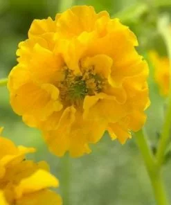 Future Forests All Perennials Geum Lady Stratheden 11 Future Forests All Perennials Geum Lady Stratheden