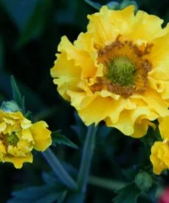 Future Forests All Perennials Geum Lady Stratheden 12 Future Forests All Perennials Geum Lady Stratheden