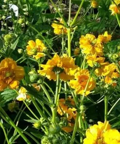 Future Forests All Perennials Geum Lady Stratheden 13 Future Forests All Perennials Geum Lady Stratheden