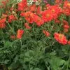 Future Forests Geum Scarlet Tempest All Perennials 2 Future Forests Geum Scarlet Tempest All Perennials