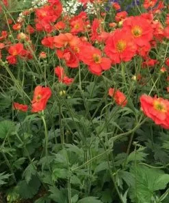 Future Forests Geum Scarlet Tempest All Perennials