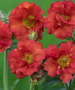 Future Forests Geum Scarlet Tempest All Perennials