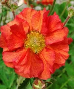 Future Forests Geum Scarlet Tempest All Perennials