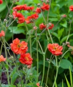 Future Forests Geum Scarlet Tempest All Perennials