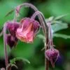 Future Forests Geum Rivale - Water Avens