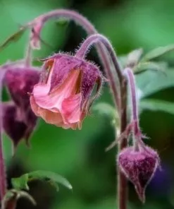 Future Forests Geum Rivale - Water Avens