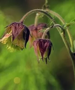 Future Forests Geum Rivale - Water Avens