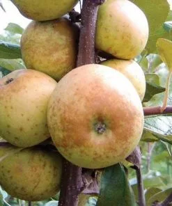 Future Forests Apple Gibbon Russet