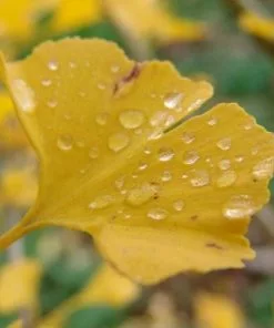 Future Forests Ginkgo Biloba Menhir All Conifers