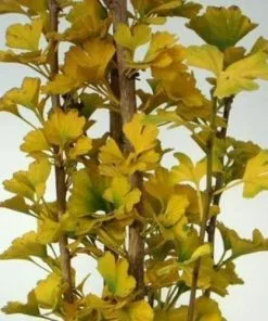 Future Forests Ginkgo Biloba Menhir All Conifers