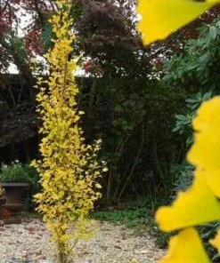 Future Forests Ginkgo Biloba Menhir All Conifers