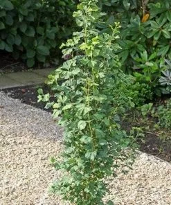 Future Forests Ginkgo Biloba Menhir All Conifers