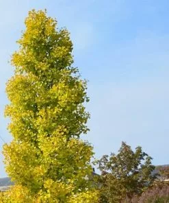 Future Forests Ginkgo Biloba Blagon All Conifers