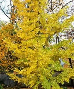 Future Forests Ginkgo Biloba Princeton Sentry All Conifers