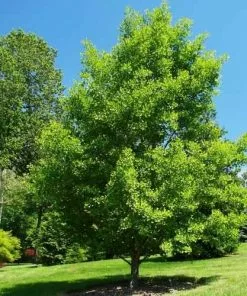 Future Forests Ginkgo Biloba - Maidenhair Tree