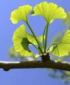 Future Forests Ginkgo Biloba - Maidenhair Tree
