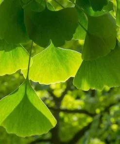Future Forests Ginkgo Biloba - Maidenhair Tree