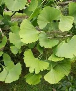 Future Forests Ginkgo Biloba - Maidenhair Tree