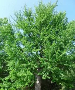 Future Forests Ginkgo Biloba - Maidenhair Tree