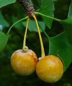 Future Forests Ginkgo Biloba - Maidenhair Tree