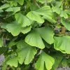 Future Forests Ginkgo Biloba - Maidenhair Tree 1 Future Forests Ginkgo Biloba - Maidenhair Tree